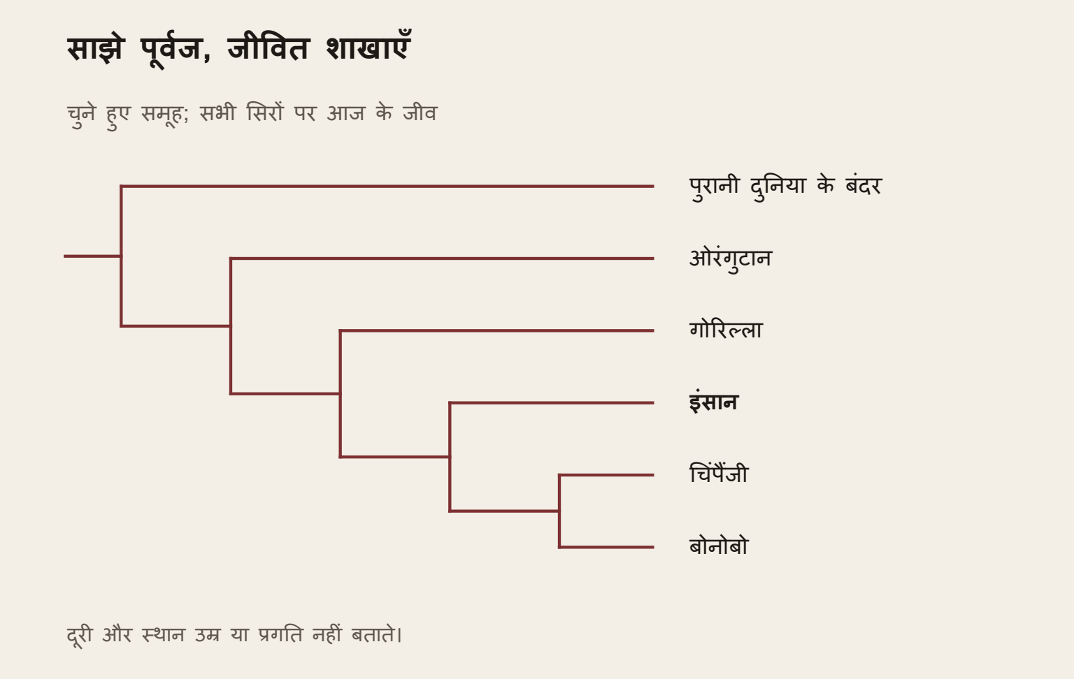 सांकेतिक वंश-वृक्ष में पुरानी दुनिया के बंदर अलग शाखा पर और चुने ग्रेट एप दूसरी तरफ हैं। ओरंगुटान के बाद गोरिल्ला की शाखा अलग होती है। इंसान की शाखा चिंपैंजी-बोनोबो जोड़ी से अलग है। सभी सिरों पर आज के जीव हैं। बाकी समूह छोड़े गए हैं। दूरी उम्र या आनुवंशिक बदलाव का माप नहीं।