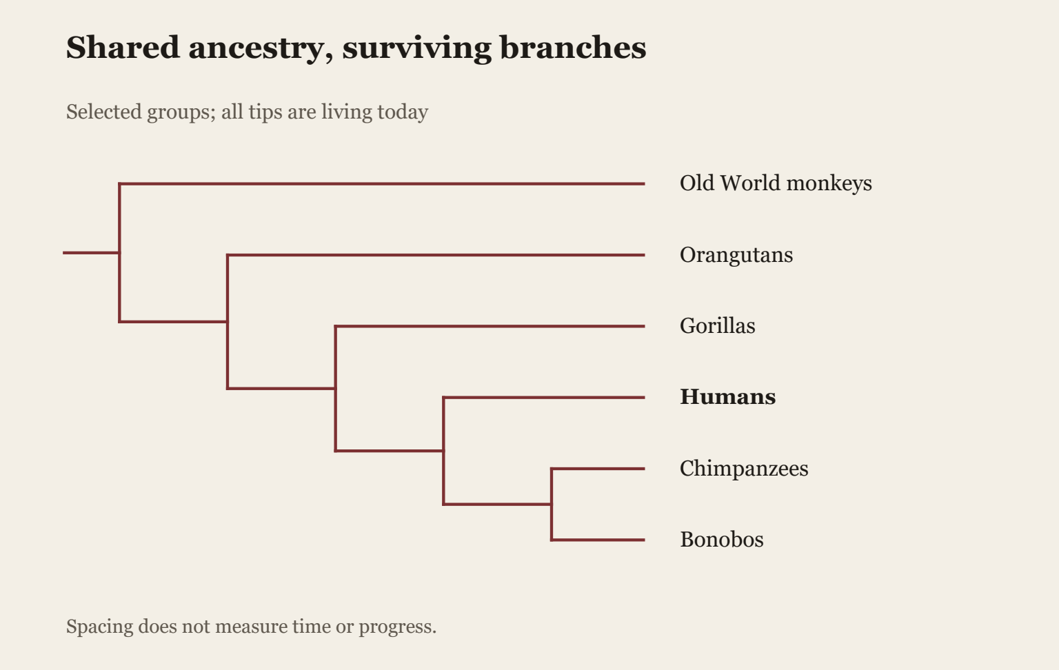Qualitative branching tree with Old World monkeys on one branch and selected great apes on another. Orangutans branch before gorillas; humans branch separately from the chimpanzee and bonobo pair. All living tips align at the present. Other groups are omitted. Branch lengths do not measure time or genetic change.
