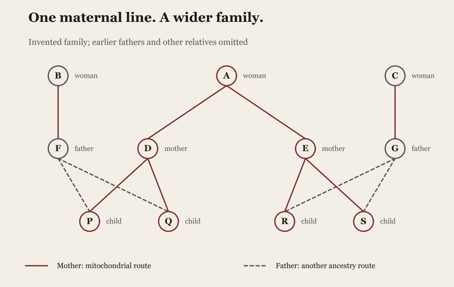 Invented family: woman A has daughters D and E; women B and C have sons F and G. D and F are parents of P and Q. E and G are parents of R and S. All four illustrated children receive maternal mitochondrial ancestry through A. Through the fathers, B is grandmother of P and Q, and C of R and S. Earlier fathers are omitted. Solid lines show maternal transmission and dashed lines paternal parentage.