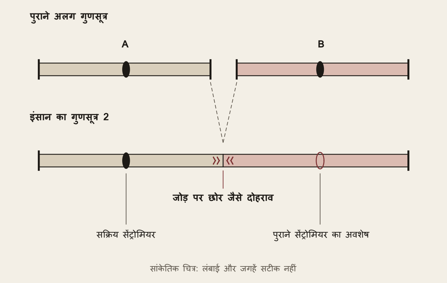 सांकेतिक चित्र, वास्तविक माप नहीं। दो पुराने अलग गुणसूत्र A और B इंसान के गुणसूत्र 2 के हिस्सों से मोटे तौर पर मेल खाते हैं। प्रस्तावित जोड़ पर छोर जैसे विपरीत दिशा वाले दोहराव हैं। एक सक्रिय सेंट्रोमियर और पुराने सेंट्रोमियर का अवशेष दिखाया गया है। लंबाई और जगह सांकेतिक हैं।