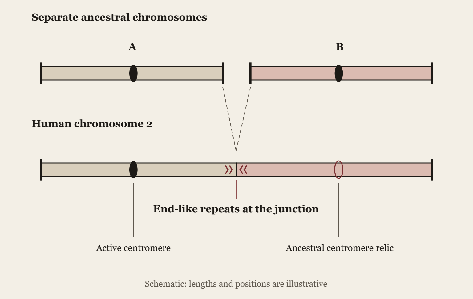 Schematic, not measured data. Two separate ancestral chromosomes, A and B, correspond broadly to the two parts of human chromosome 2. Opposing end-repeat remnants mark an internal proposed fusion junction. One active centromere and a relic of an ancestral centromere are labelled. Lengths and positions are illustrative.